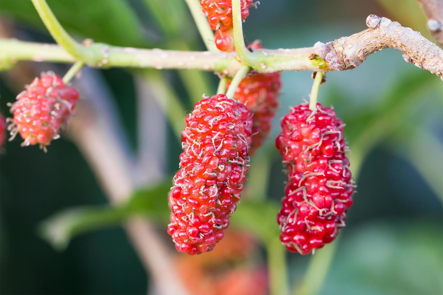 amora na árvore é fruto de baga na natureza foto