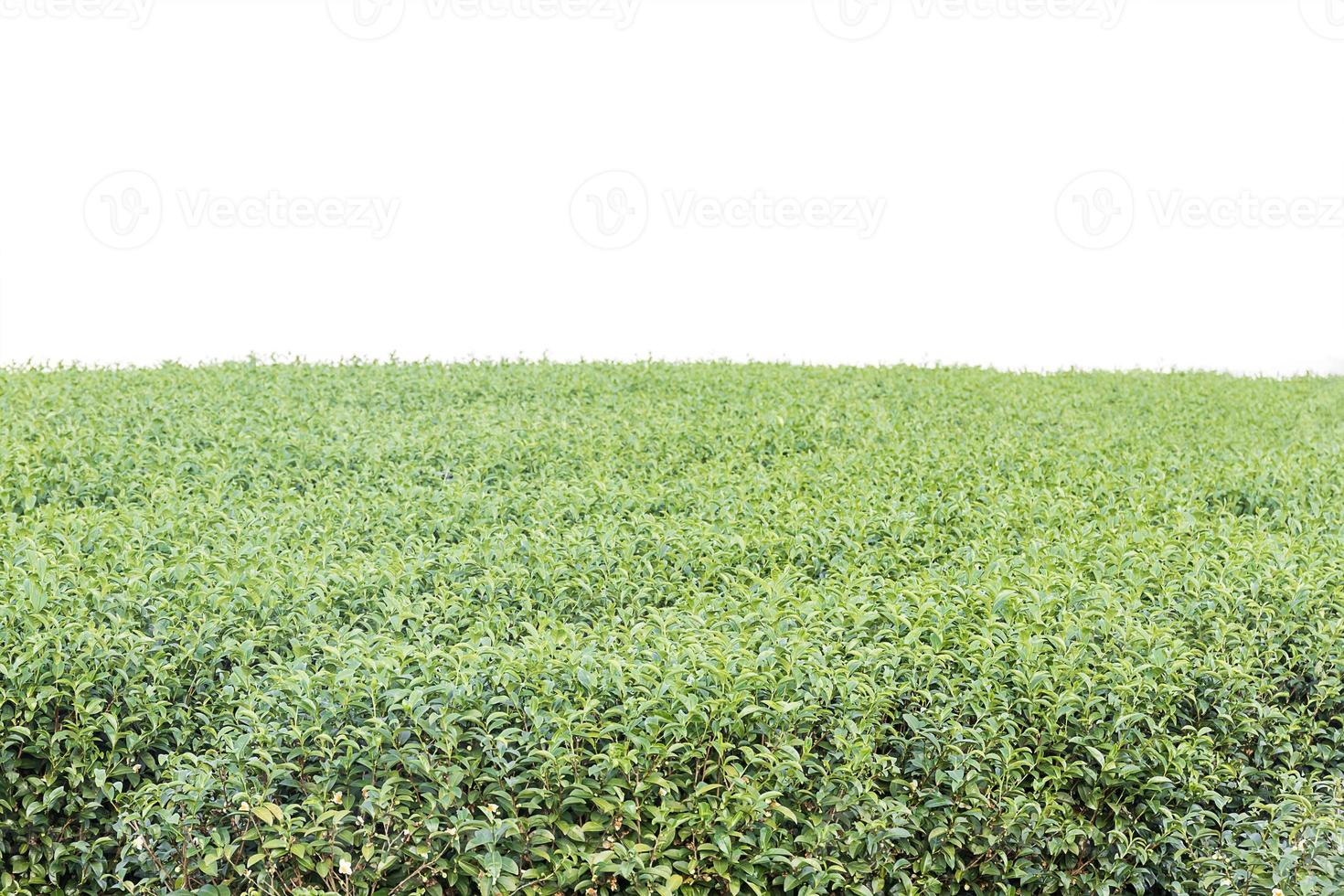 plantação de chá verde foto
