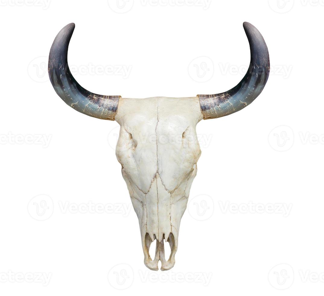 cabeça de crânio de vaca em branco foto