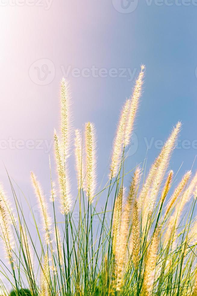 grama de penas na natureza foto