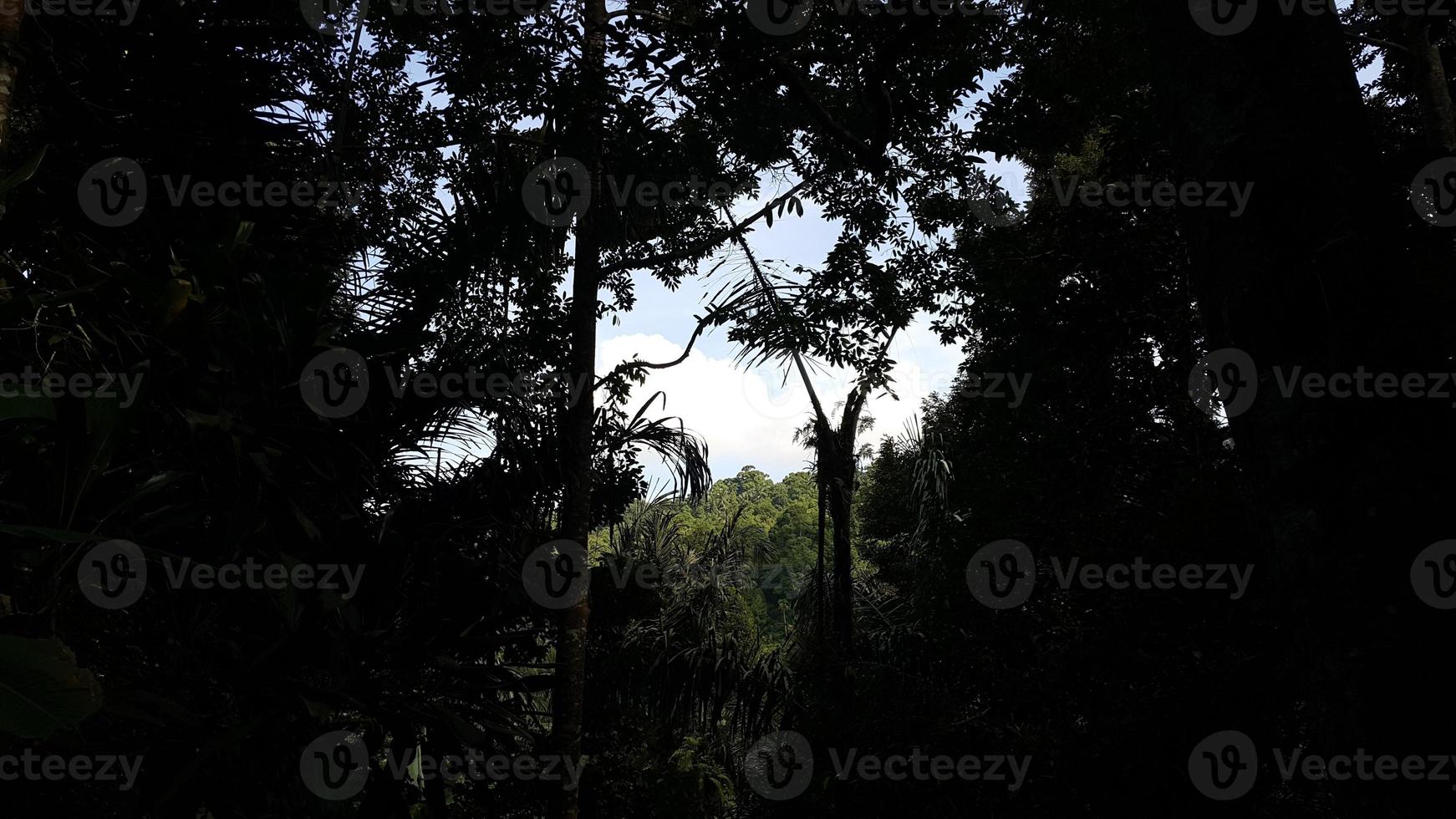 vista do céu e árvores na floresta foto