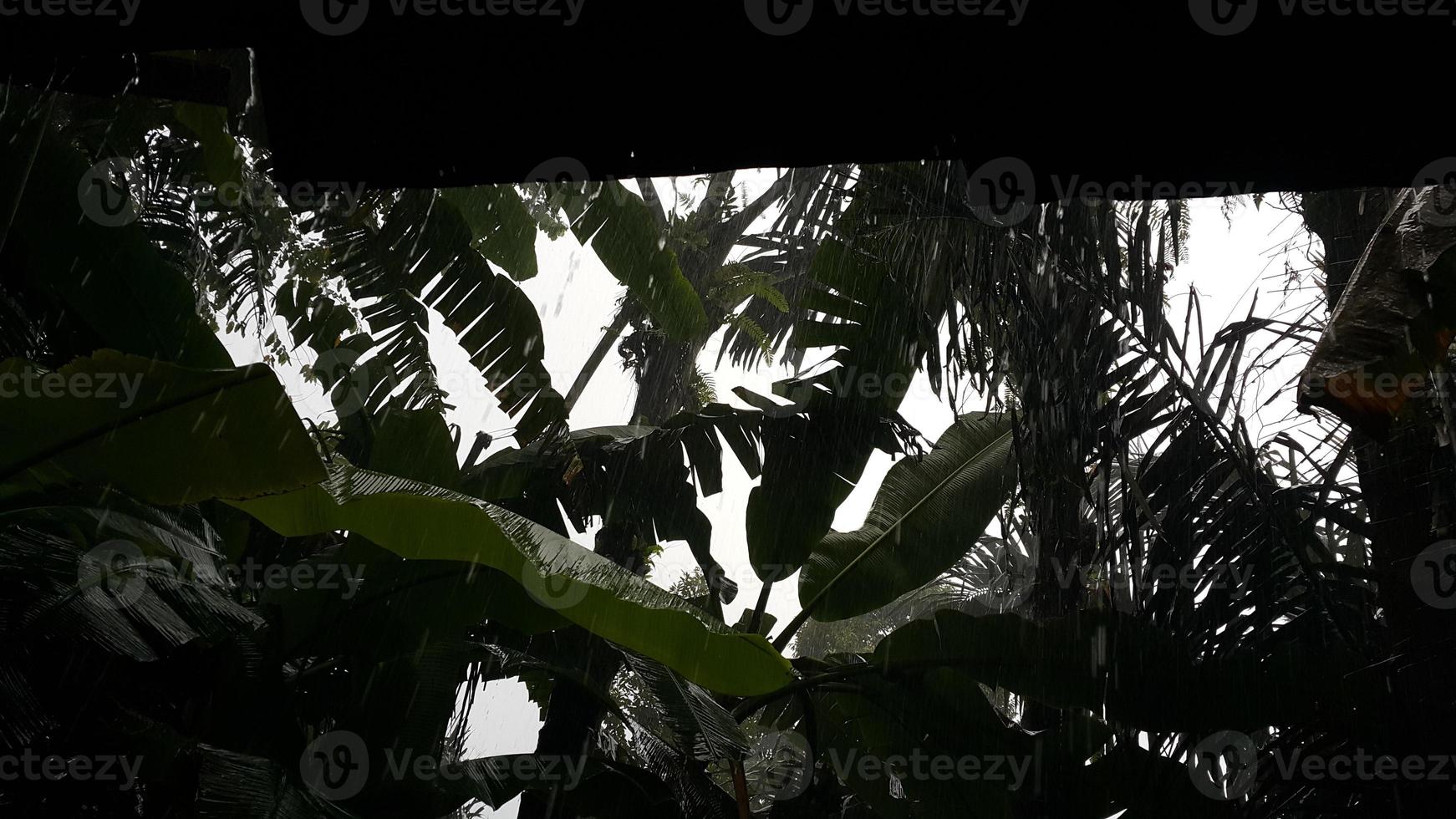 chuva muito forte na floresta foto