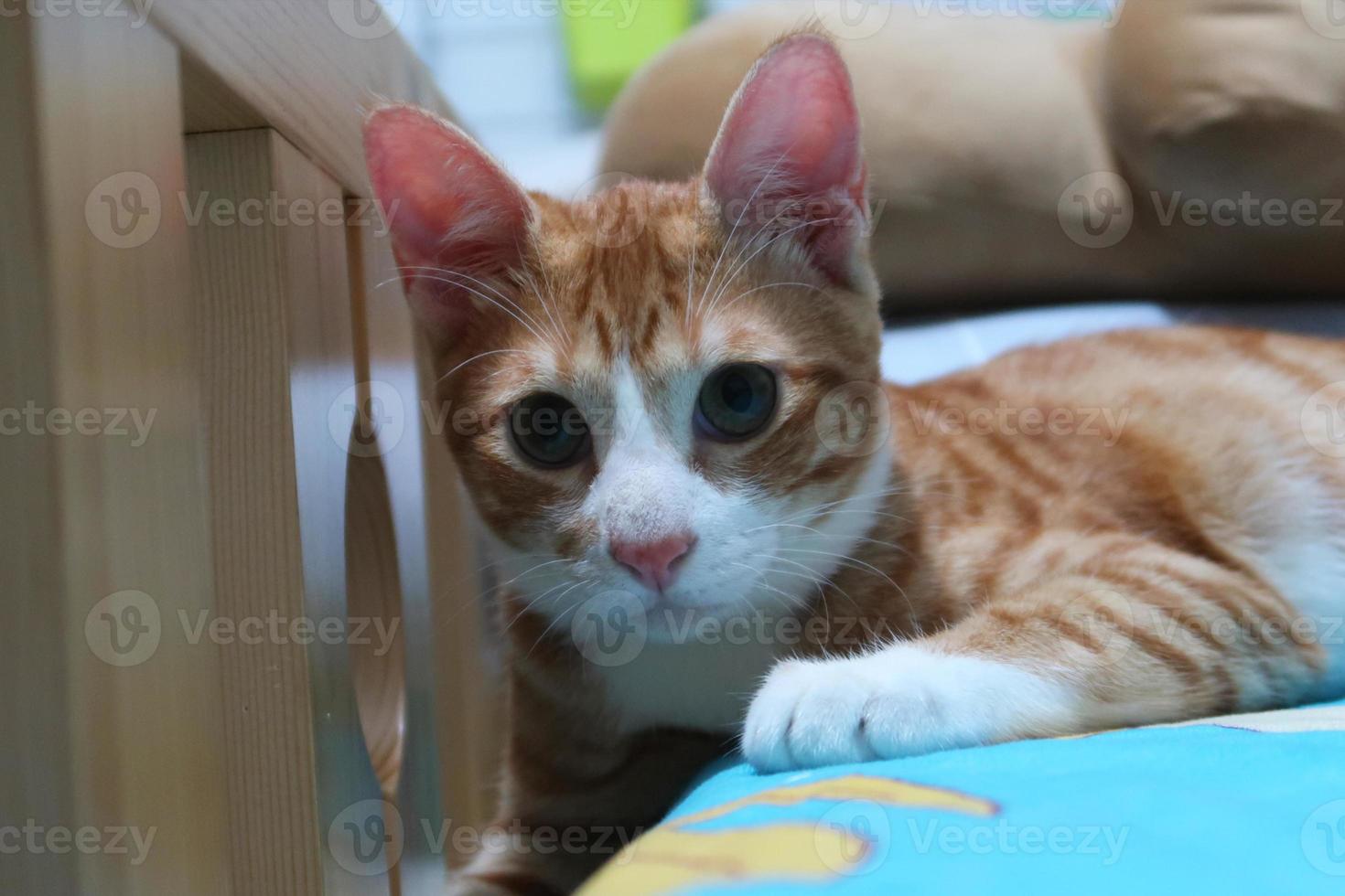 gato ruivo laranja deitado, olhando na câmera foto