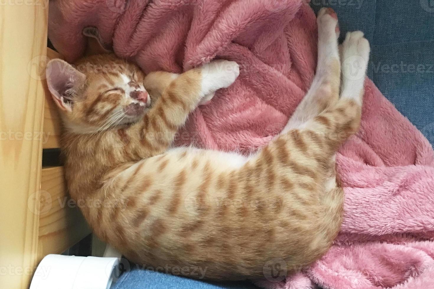 close-up de uma erupção cutânea na pele do rosto do gato. diagnóstico de sarna ou sarna em gatos. doenças dermatológicas dos gatos. gatinho malhado pequeno está dormindo foto