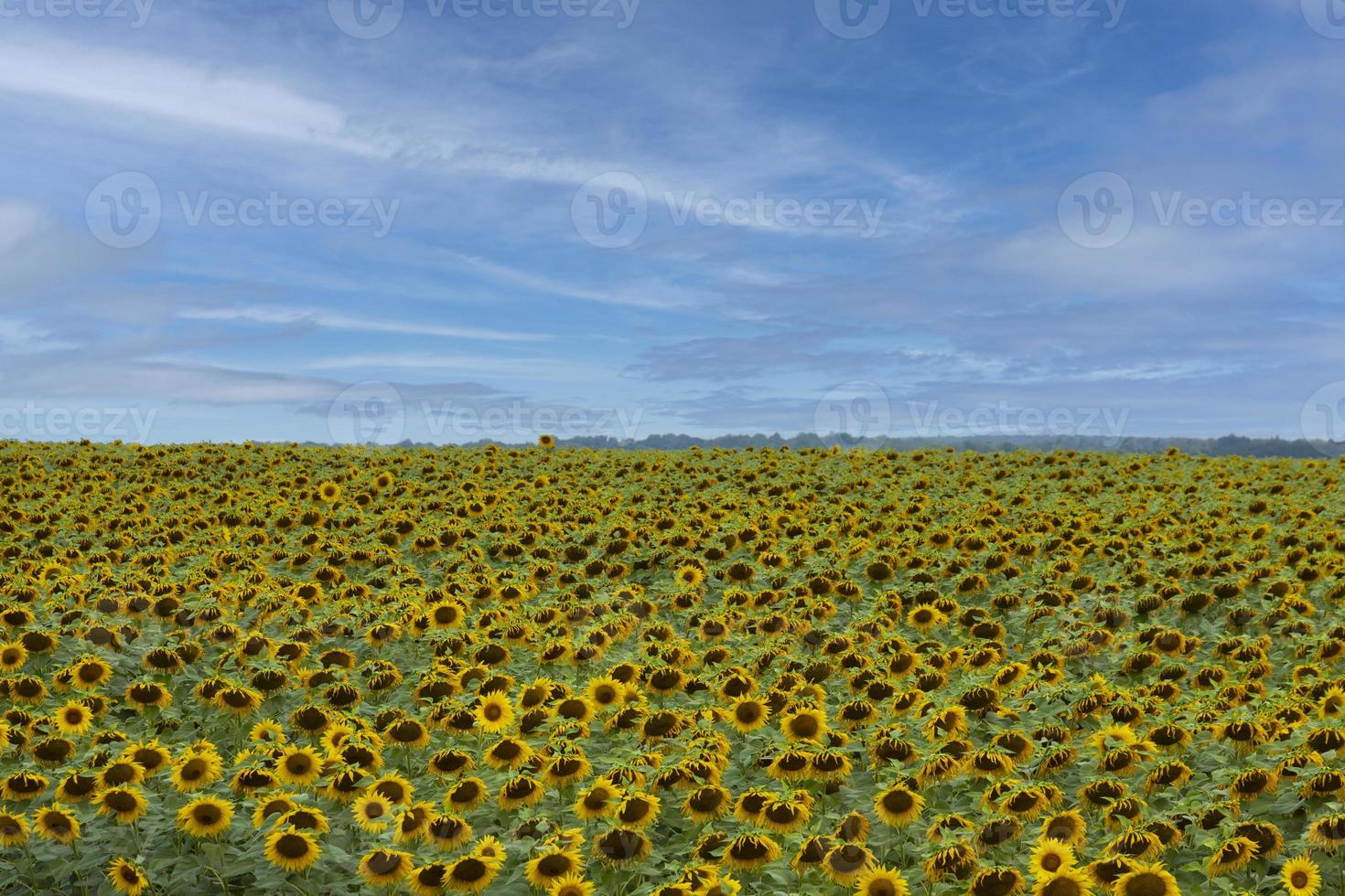um grande campo de girassóis contra o céu. paisagem de verão. foto