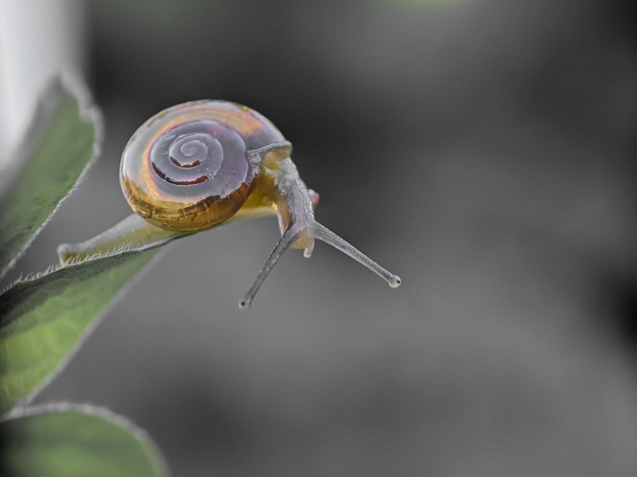 pequeno caracol na folha foto