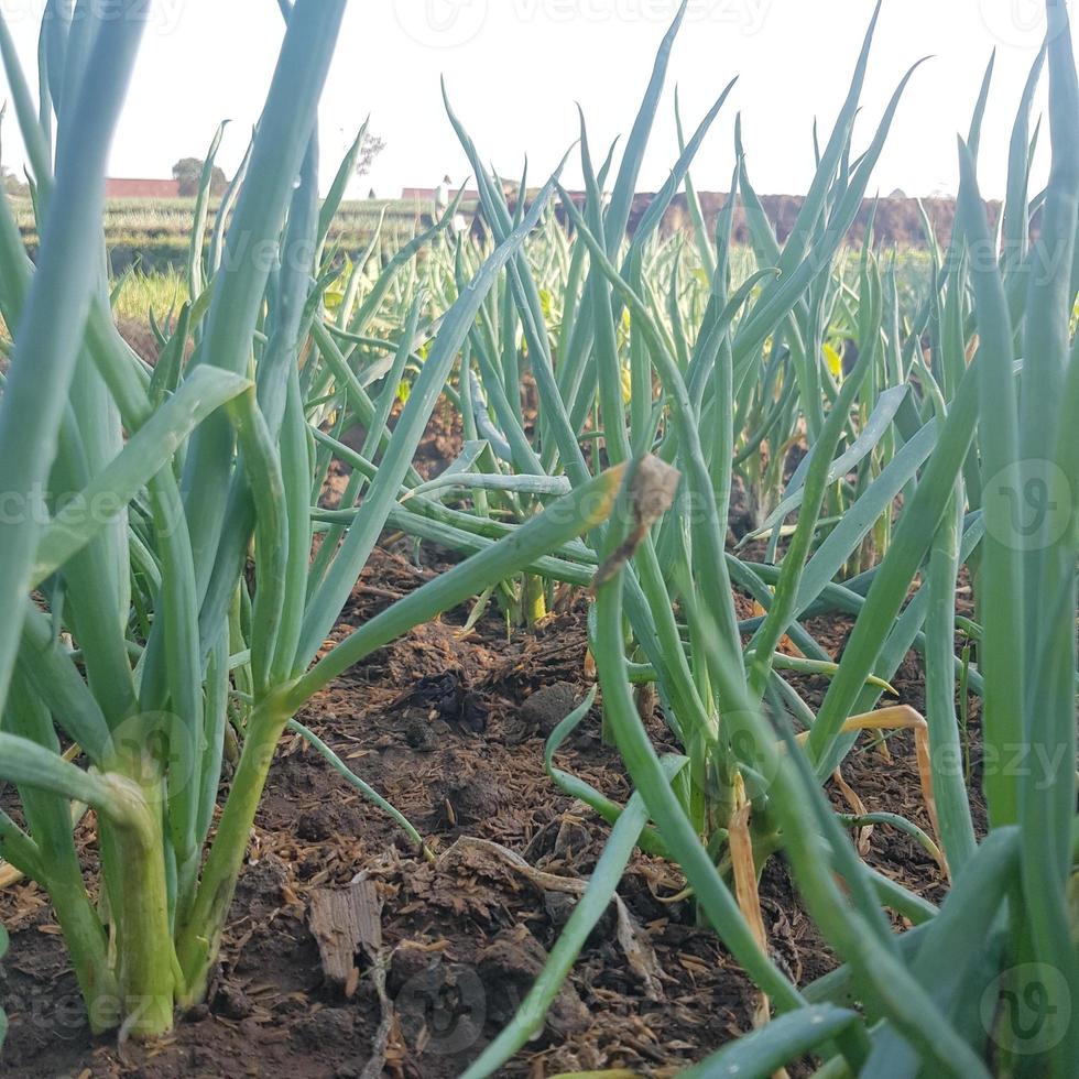 plantações de cebola e alho-poró no oeste de java. foto