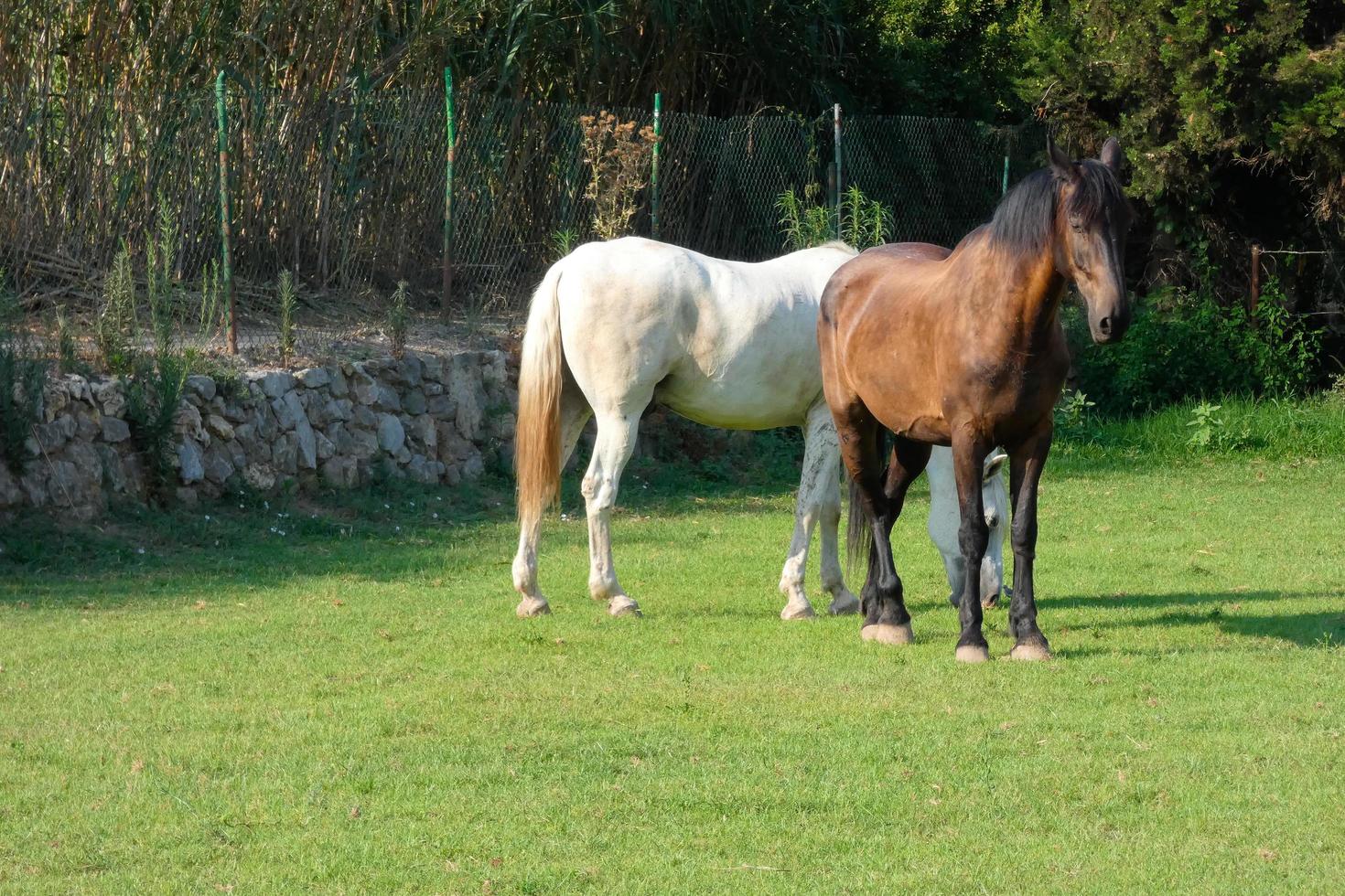 cavalos comendo pacificamente no pomar em um dia ensolarado foto