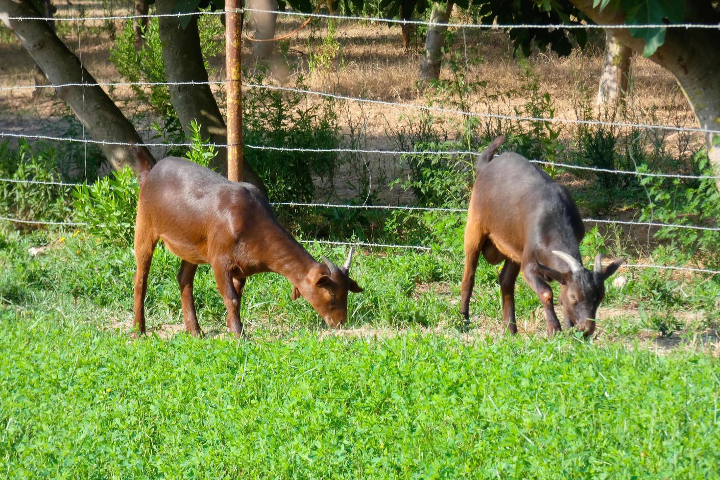 cabras comendo calmamente grama verde essencial para uma boa produção de leite foto