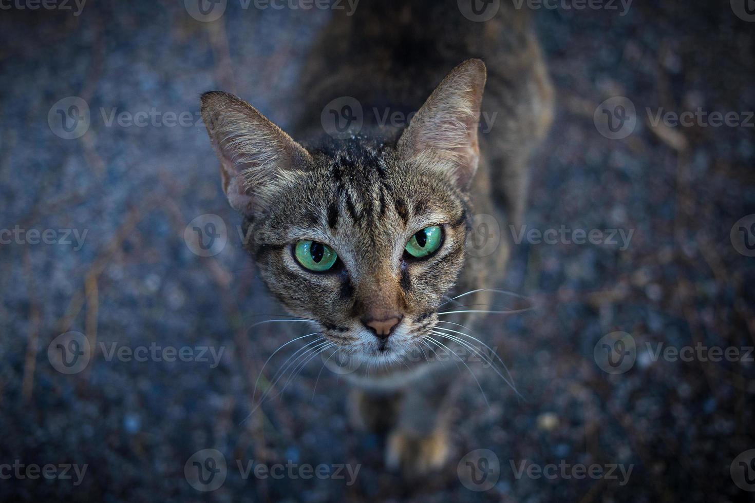 cara de tigre cara de gato nativo está chegando. olhos verdes, orelhas estão de pé no chão rochoso. foto