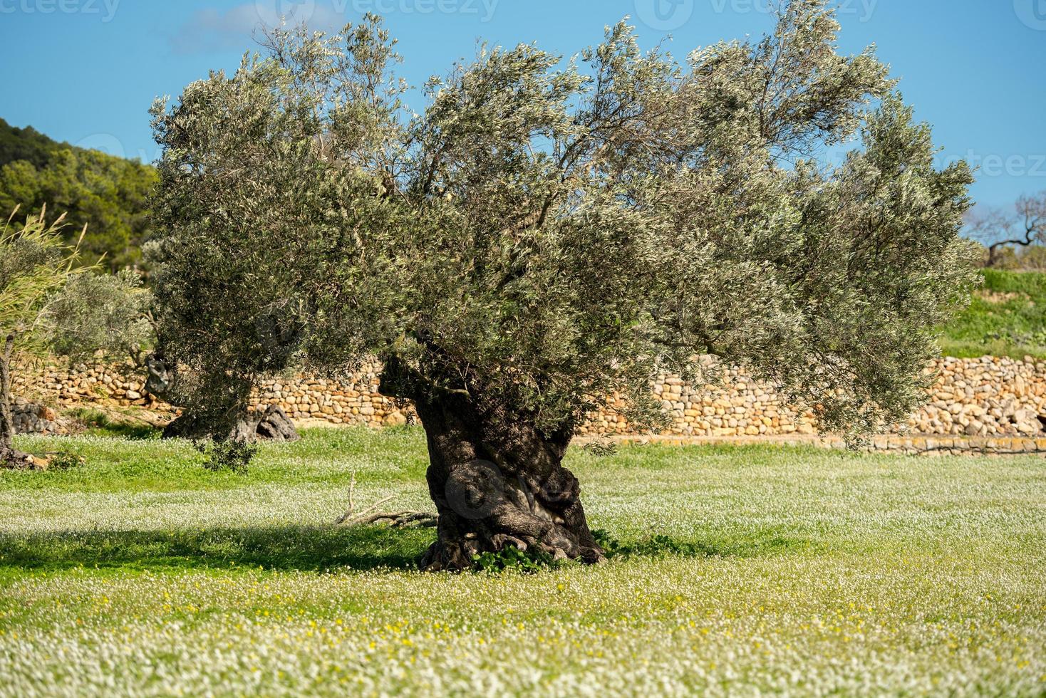 campos rurais de santa anges de la corona, ibiza, espanha. foto