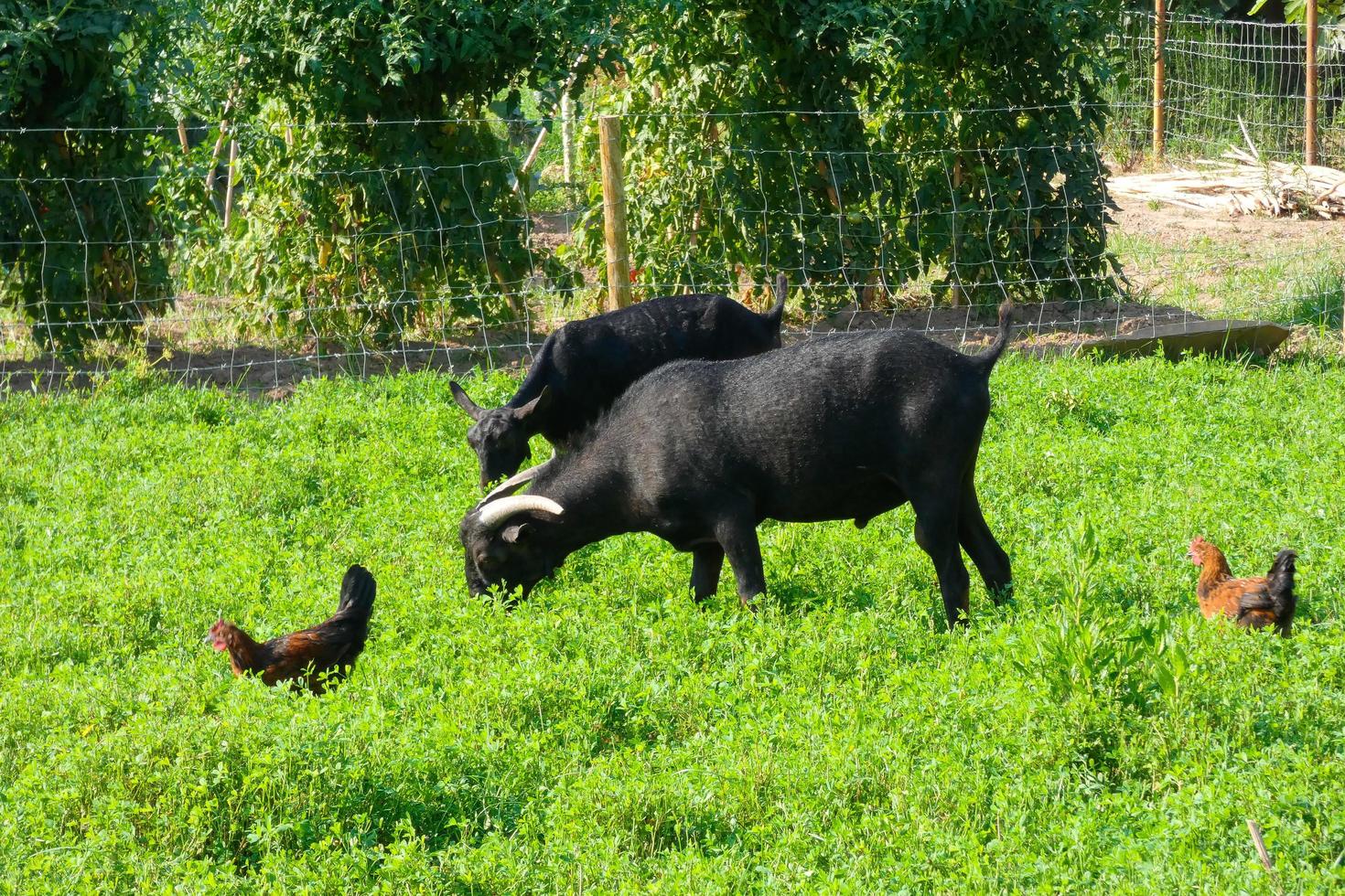 cabras comendo calmamente grama verde essencial para uma boa produção de leite foto