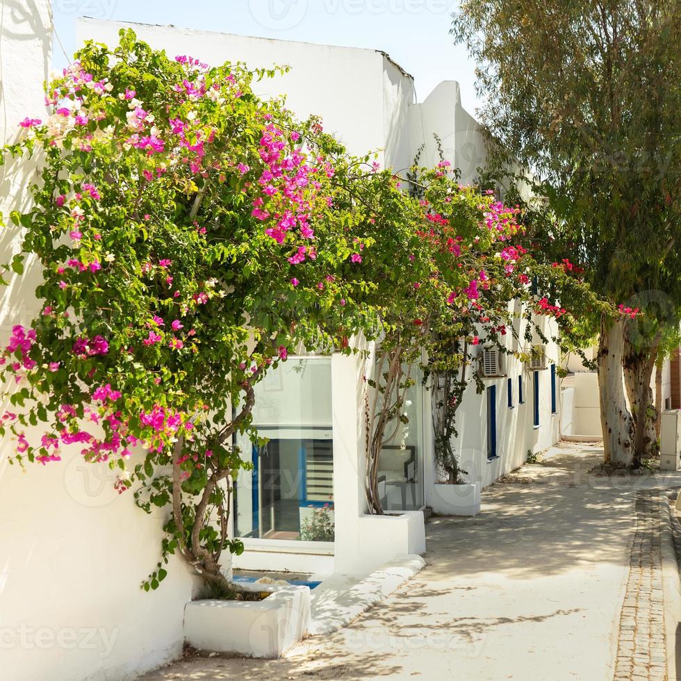 rua estreita tradicional, casas brancas com flores e detalhes de arquitetura na grécia, europa foto