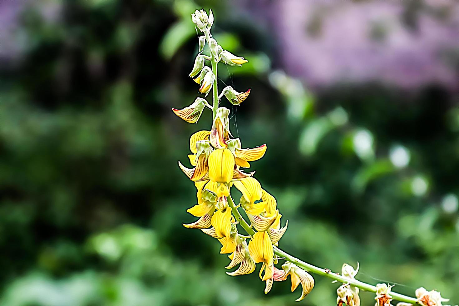 flor amarela com textura de fundo desfocado foto