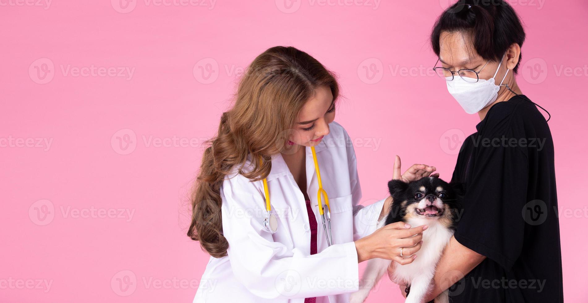 médico veterinário usa vestido rosa arrogante, verifica o estado de saúde do velho cão doente foto