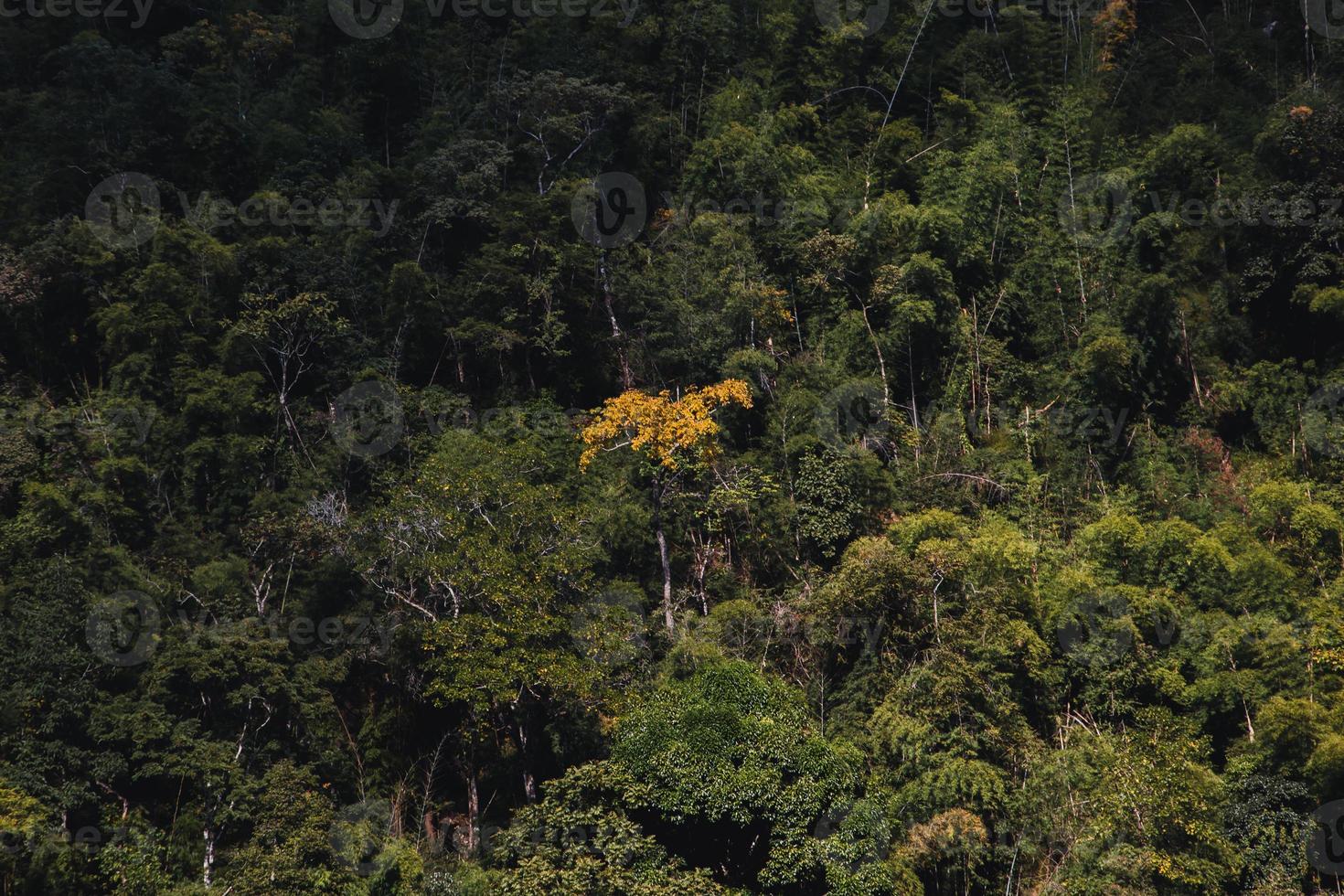 fotos de belas paisagens naturais, árvores e montanhas.