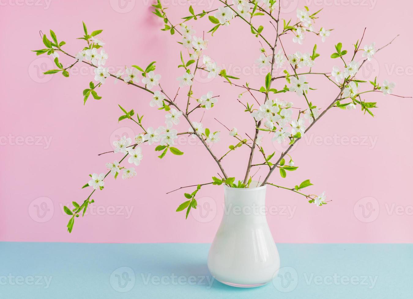 galhos de cerejeira florescendo em vaso branco sobre fundo rosa e azul pastel duplo. foto