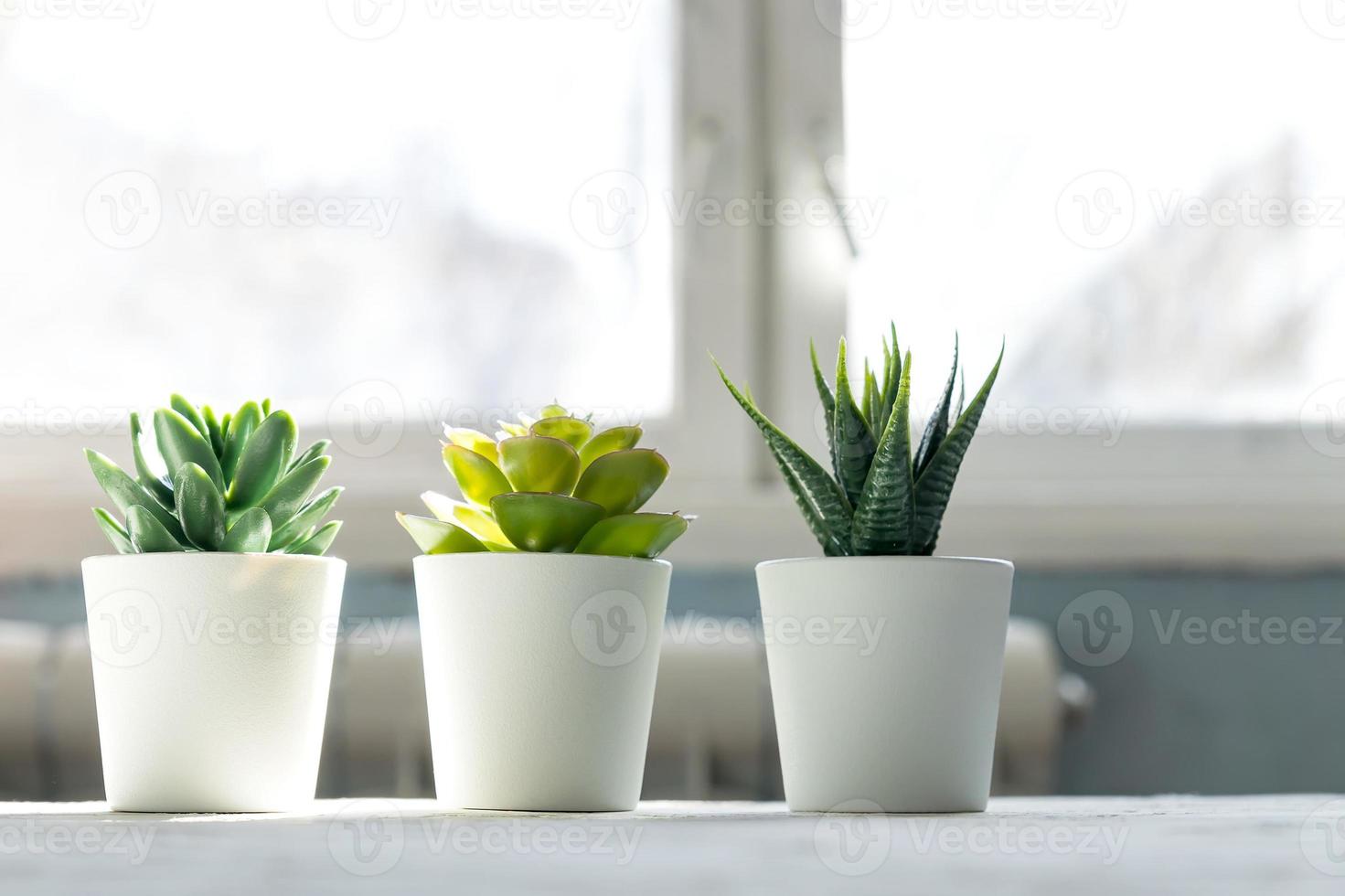 diferentes suculentas em pequenos vasos brancos em cima da mesa. decoração de casa, design de estilo nórdico foto