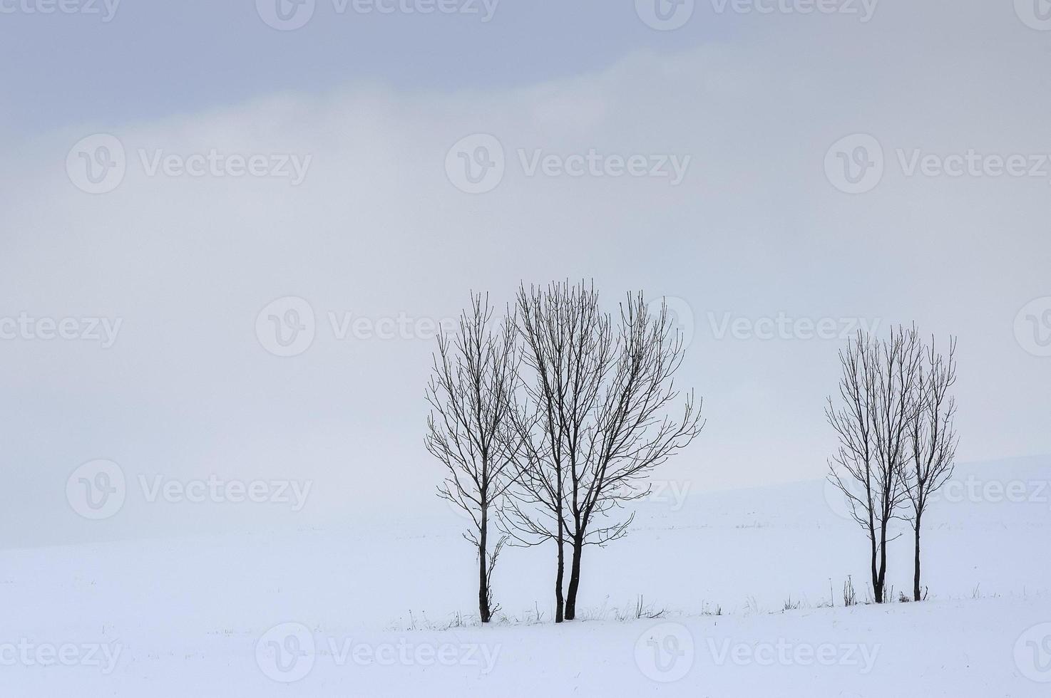 grupo de árvores no inverno foto