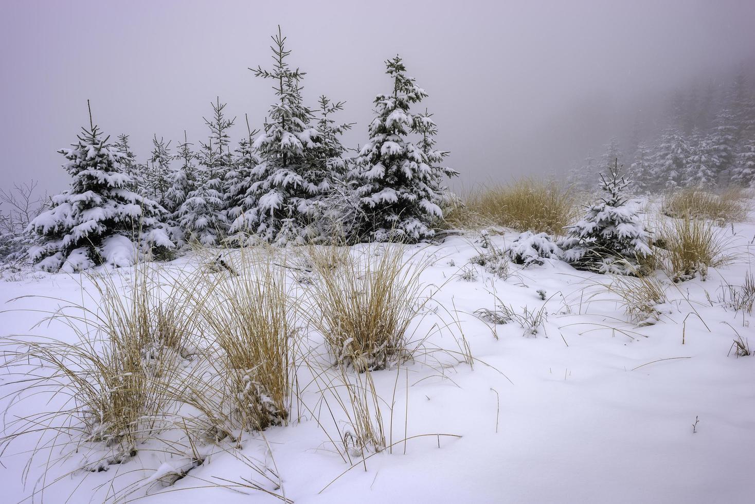 paisagem de inverno com grama da floresta e abetos foto