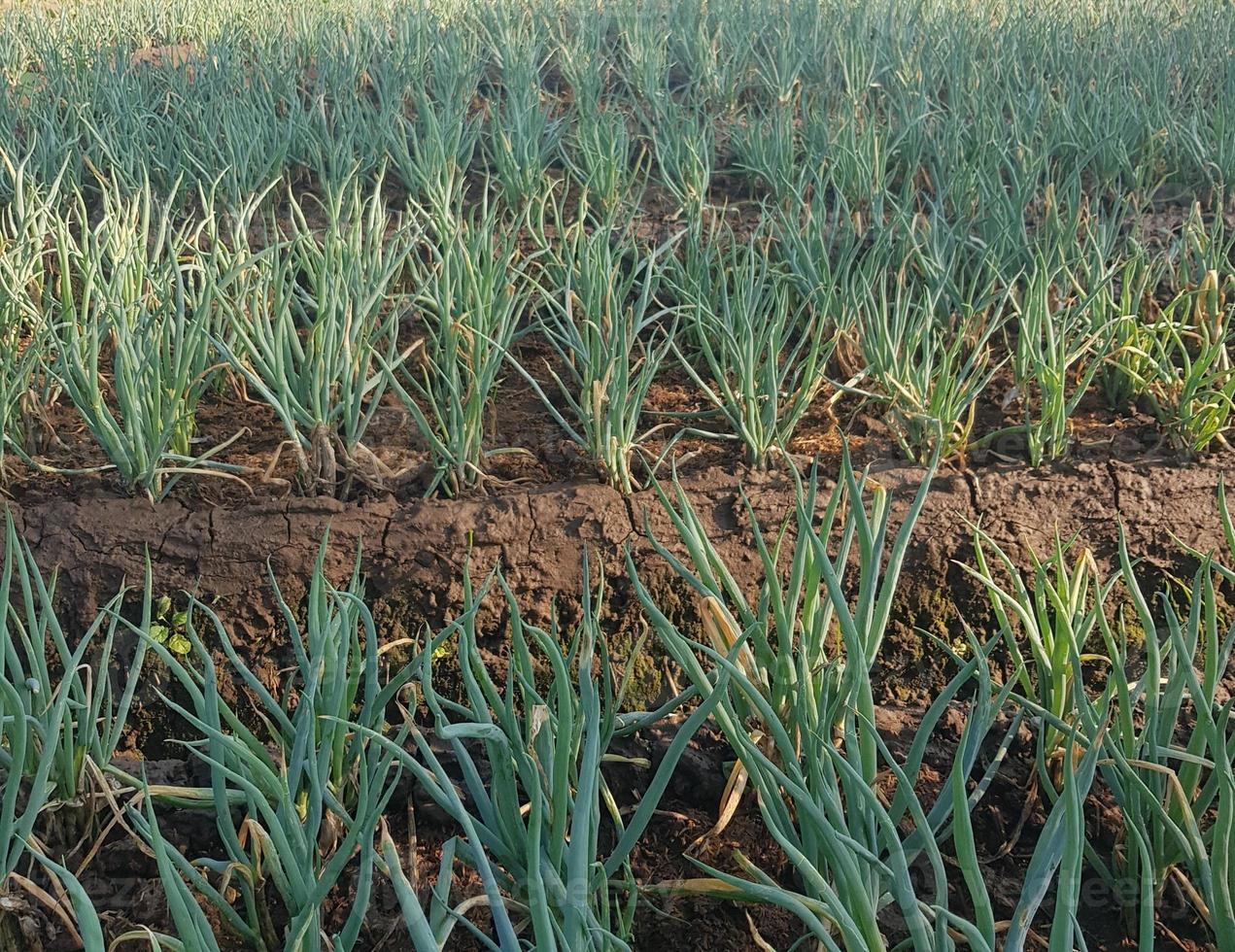 plantações de cebola e alho-poró no oeste de java. foto