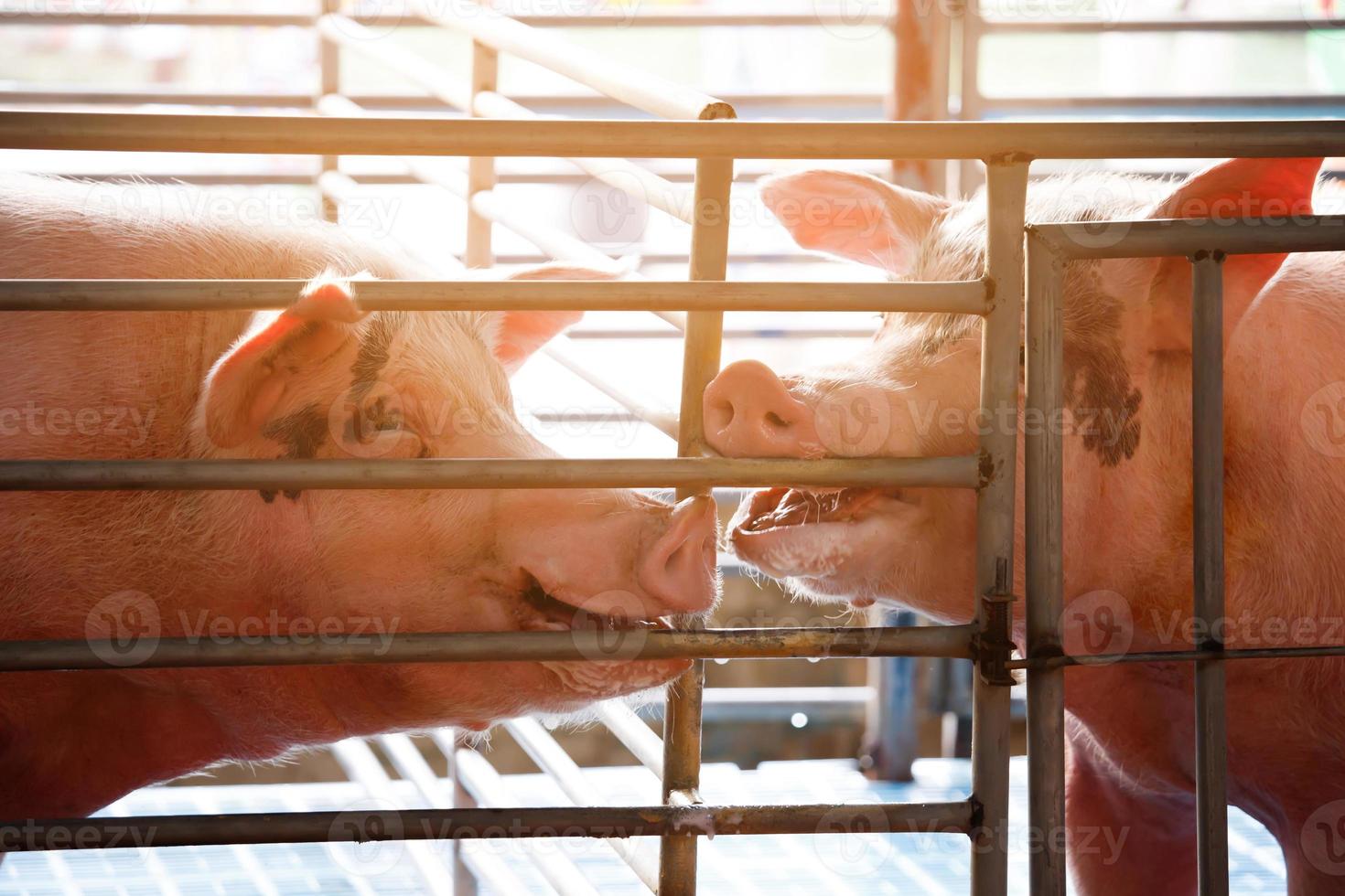 porcos da indústria de carne de conceito na fazenda foto