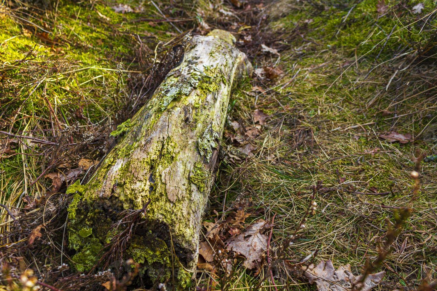 árvore de galho de madeira serrada tronco em terreno decíduo da floresta. foto