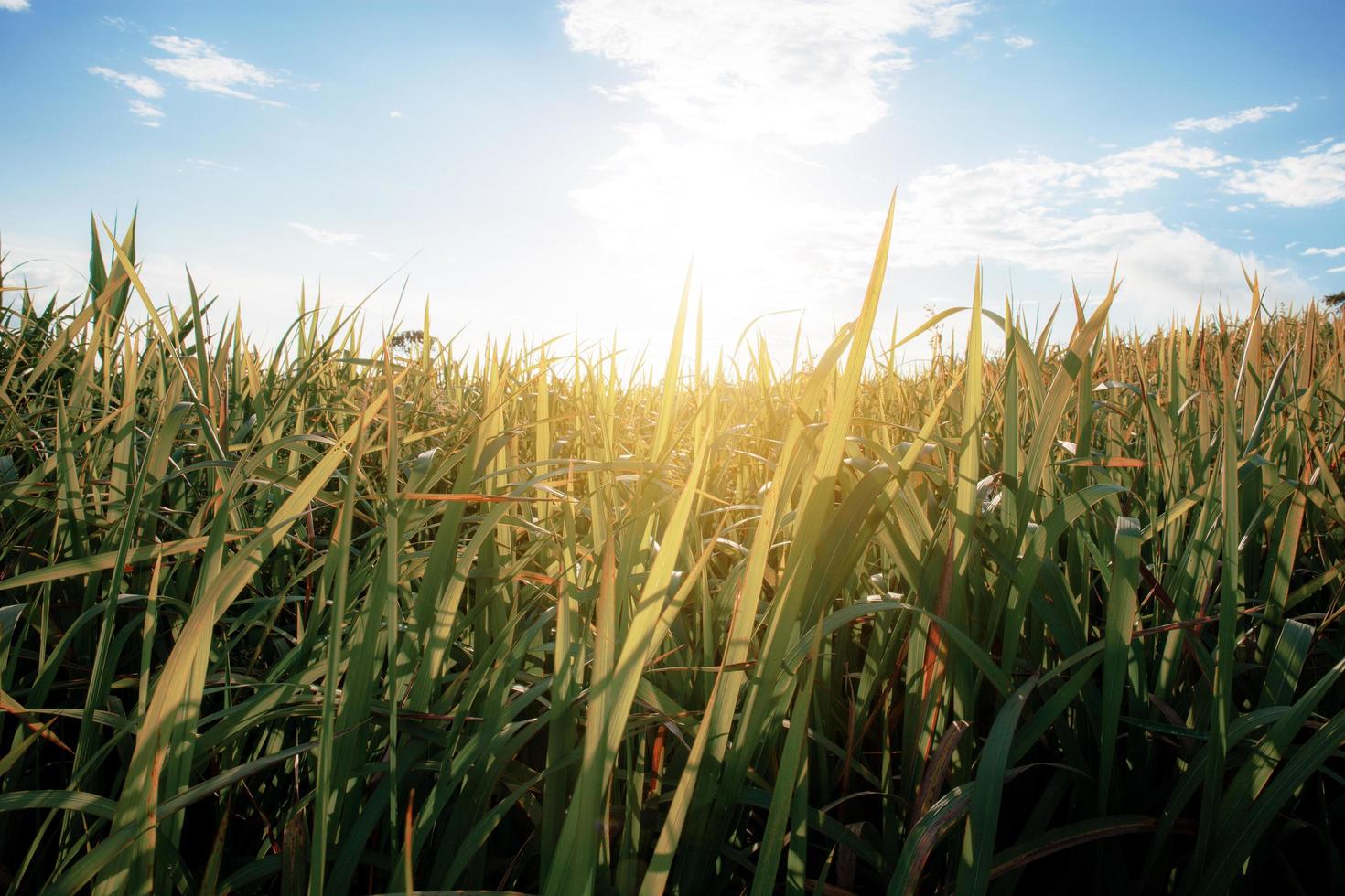 campo de prados altos em um dia de verão foto