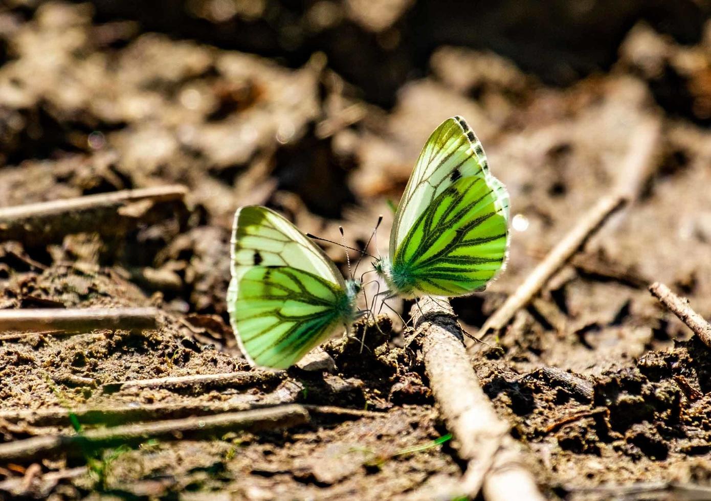 duas borboletas de asas verdes se encontram em um galho foto