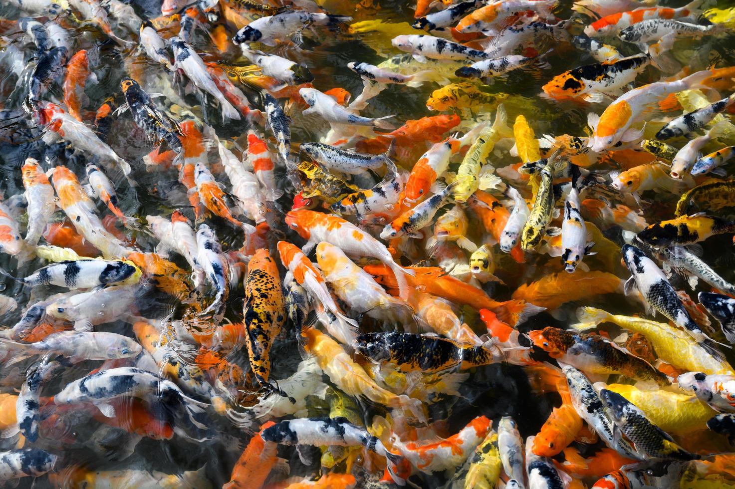 peixes koi nadando em uma lagoa foto