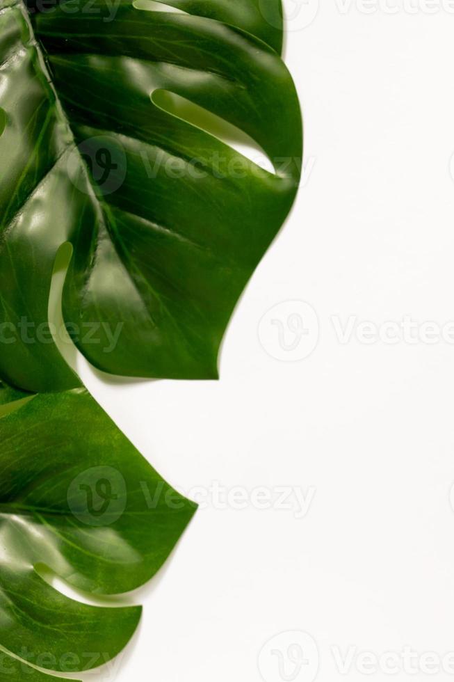 folhas de monstera ou planta de queijo suíço em fundo branco com espaço de cópia. foto