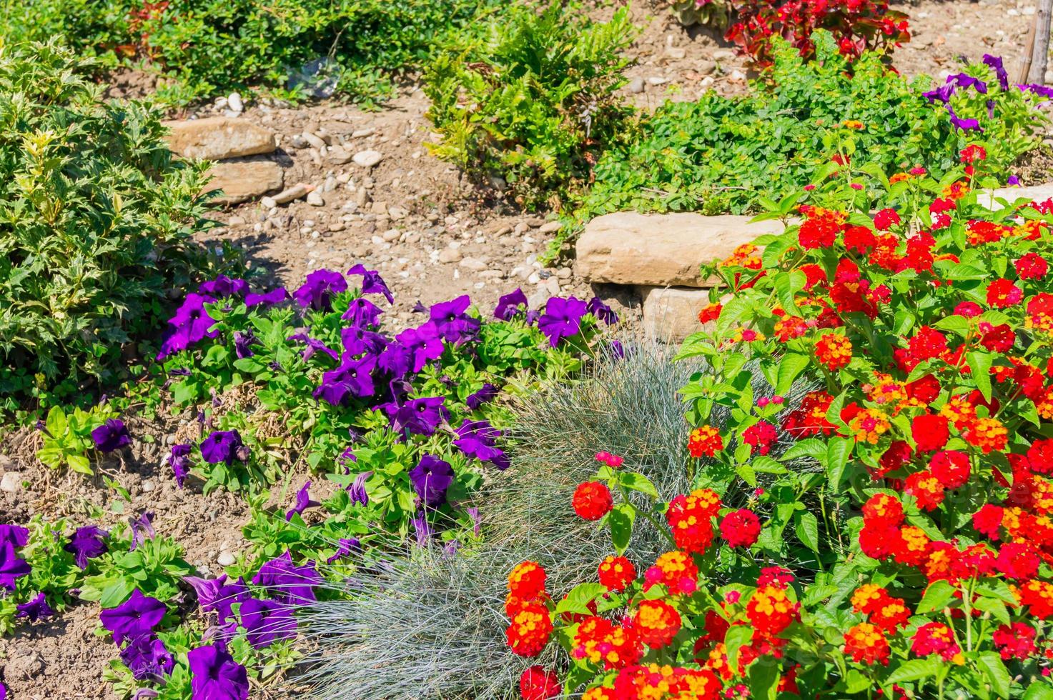 lindo canteiro de flores em um parque em dias ensolarados. muitas flores diferentes reunidas foto