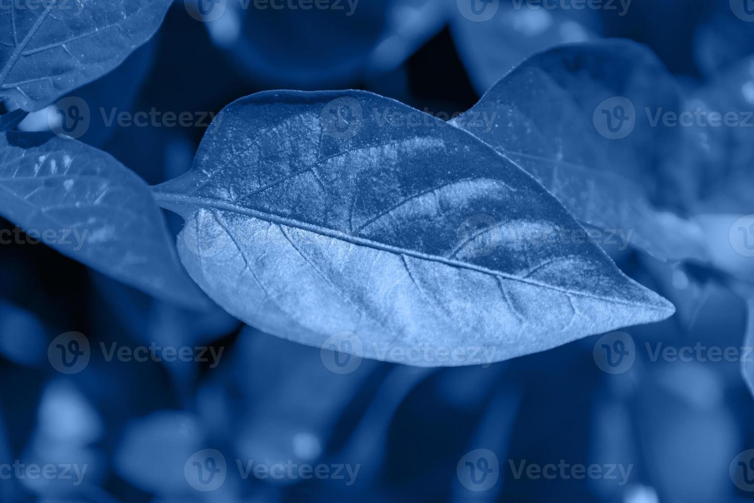 folha tropical na cor azul na moda. fundo azul clássico. foto