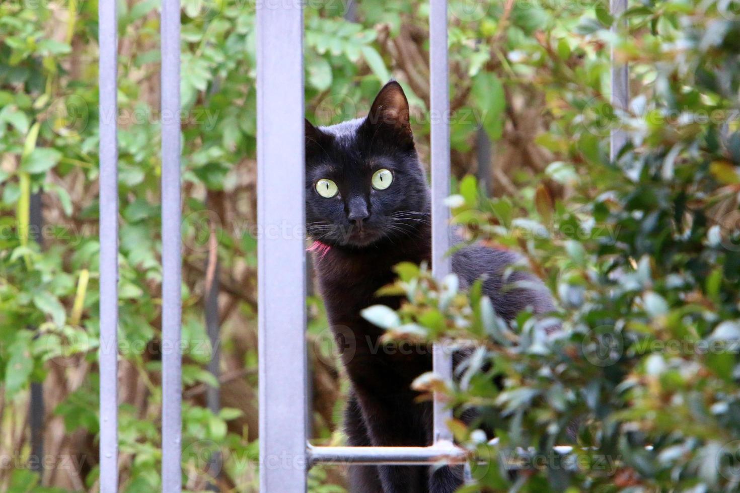 o gato doméstico é um mamífero da família dos felinos da ordem carnívora. foto