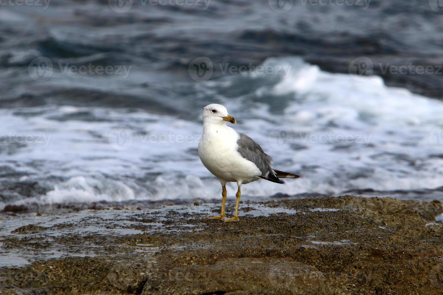 uma gaivota senta-se na costa do mar mediterrâneo. foto