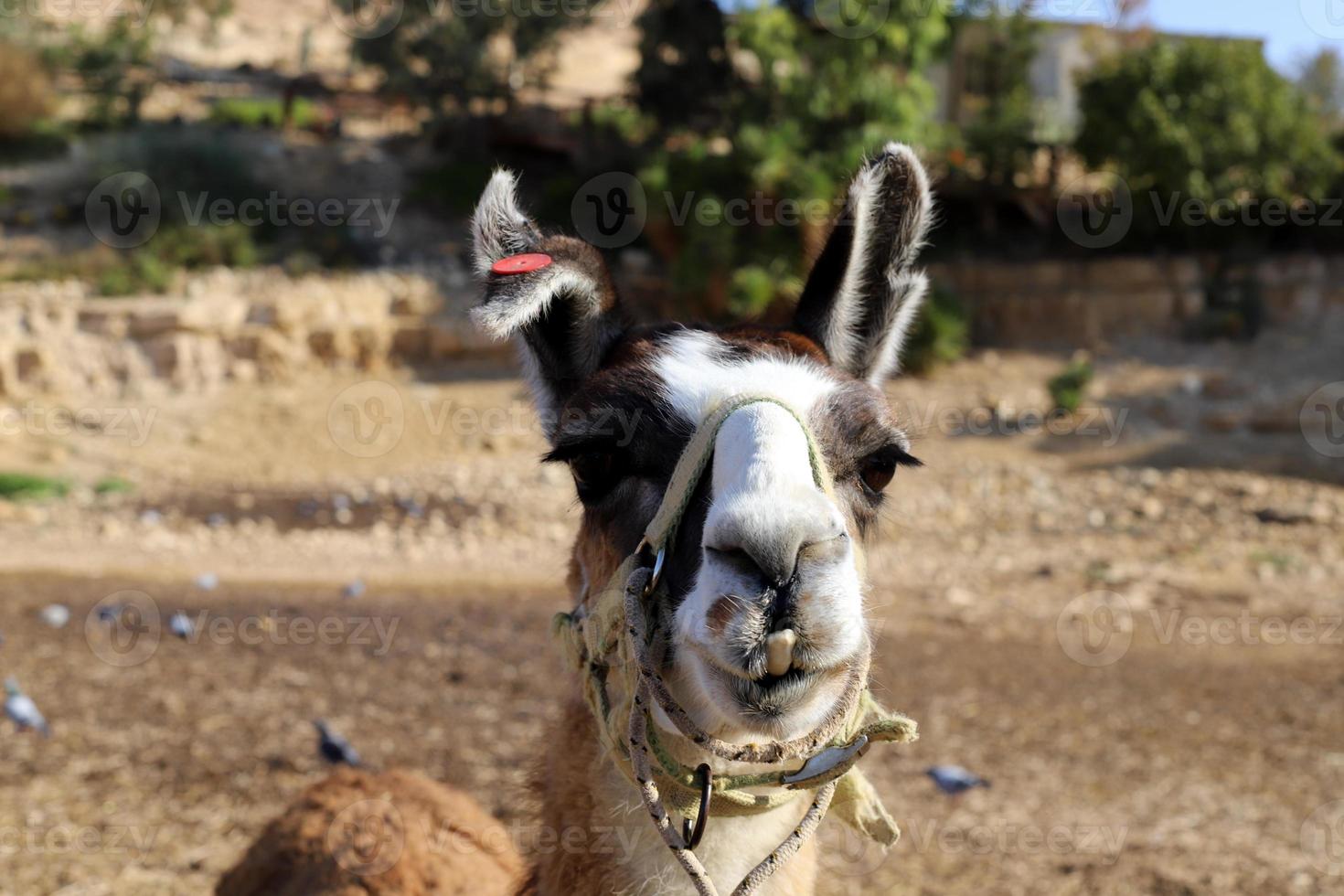 alpacas em uma fazenda no deserto de negev. foto