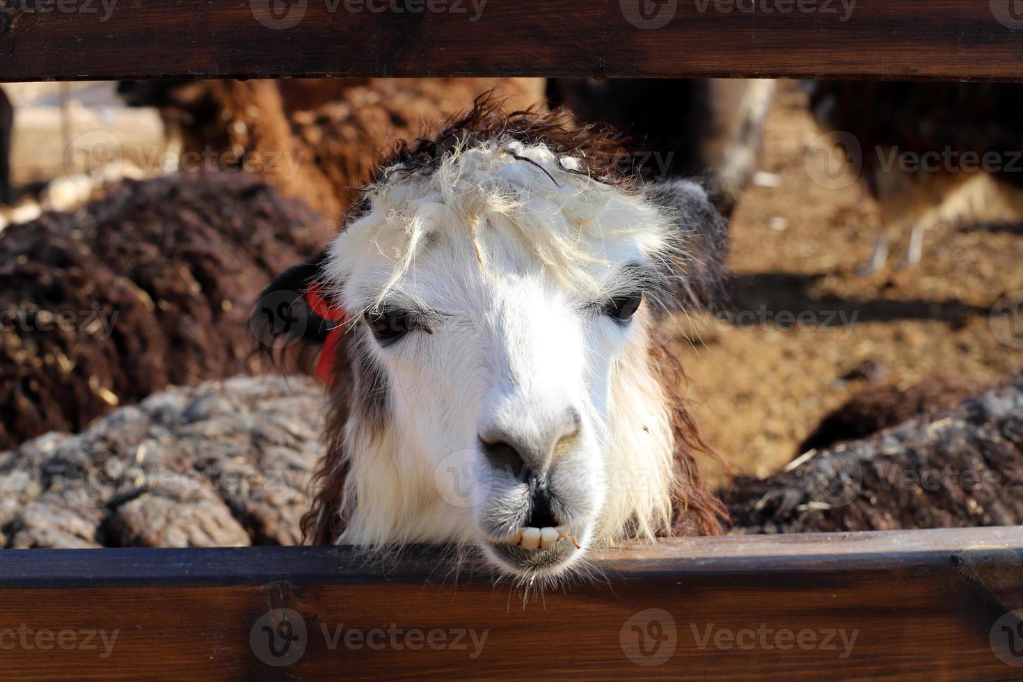 alpacas em uma fazenda no deserto de negev. foto