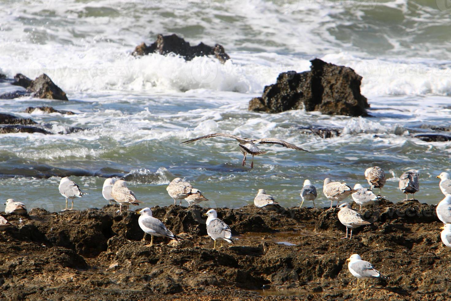 uma gaivota senta-se na costa do mar mediterrâneo. foto