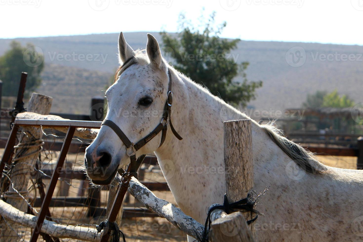 cavalos domésticos em um estábulo em israel. foto