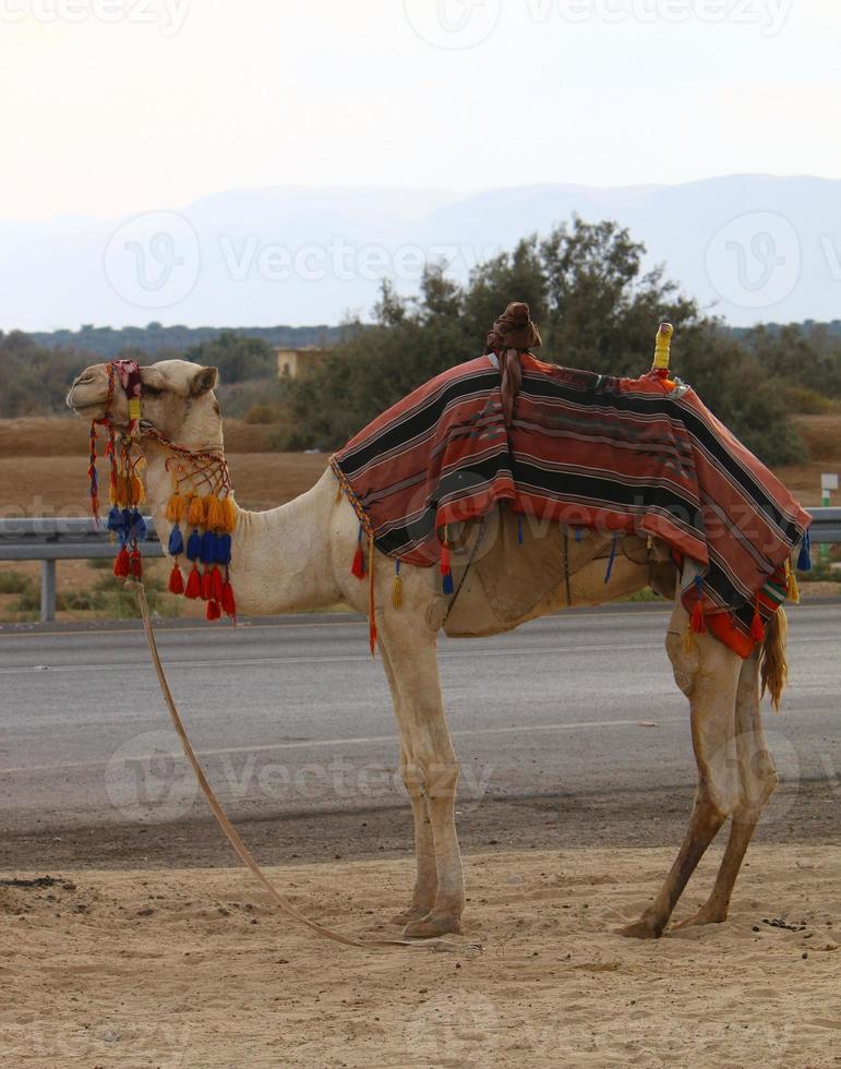 um camelo corcunda vive em um zoológico em israel. foto