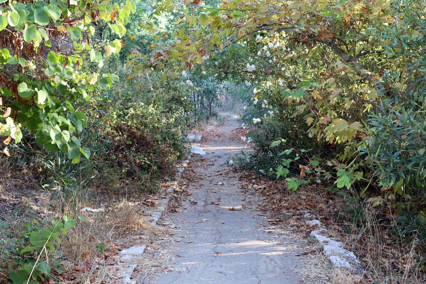 estrada de pedestres no parque da cidade. foto