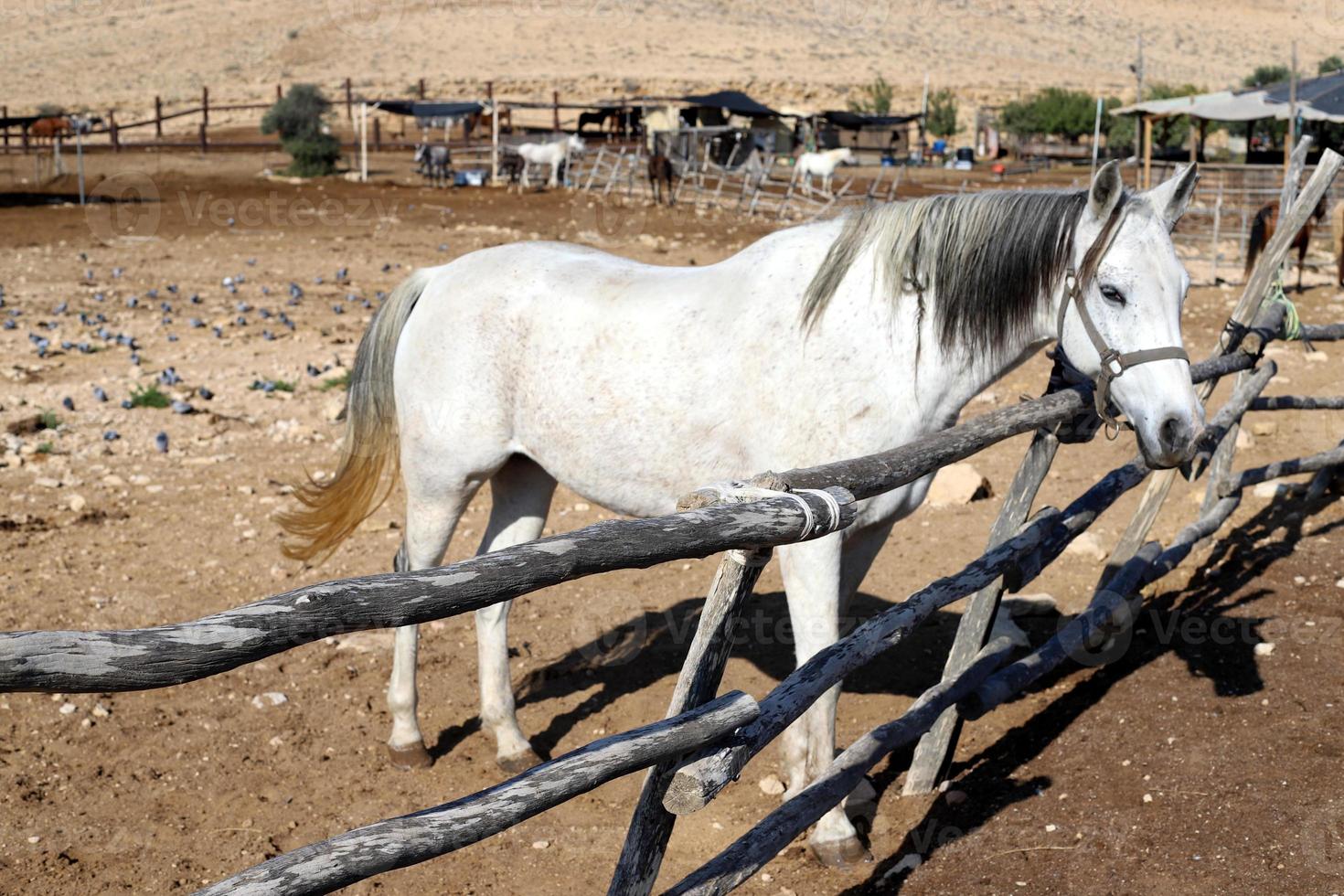 cavalos domésticos em um estábulo em israel. foto