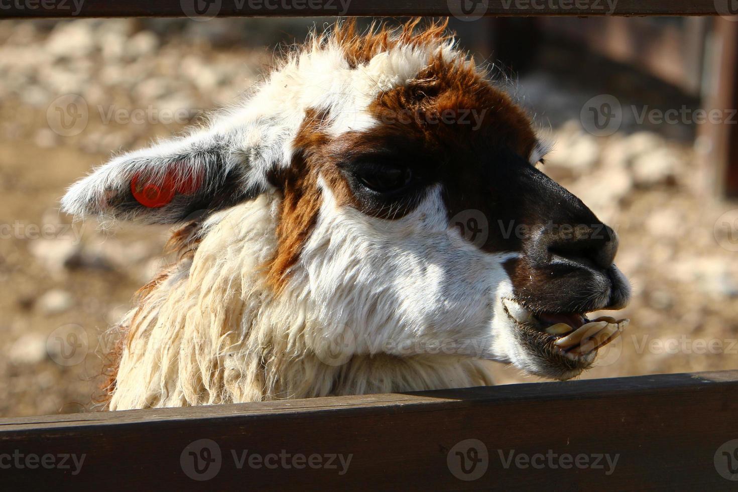 alpacas em uma fazenda no deserto de negev. foto