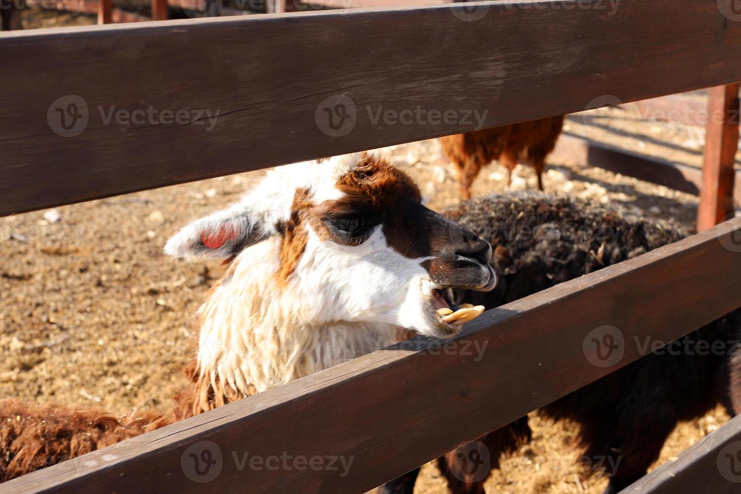 alpacas em uma fazenda no deserto de negev. foto