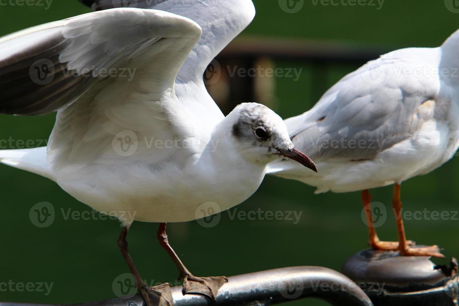 uma gaivota senta-se na costa do mar mediterrâneo. foto