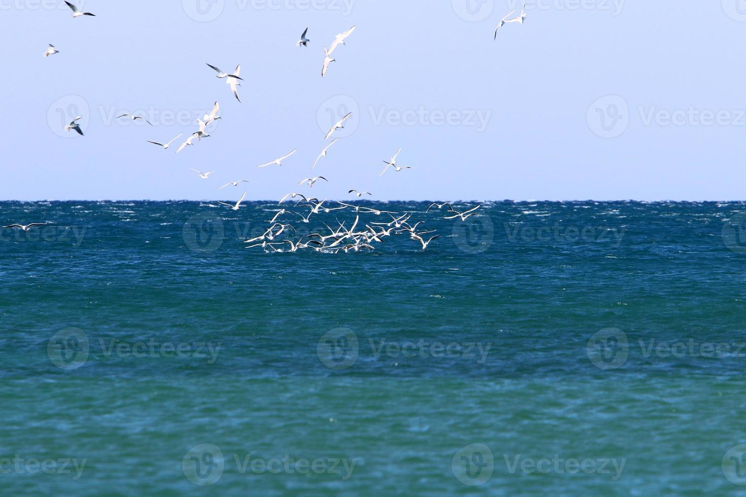pássaros no céu sobre o mar mediterrâneo. foto