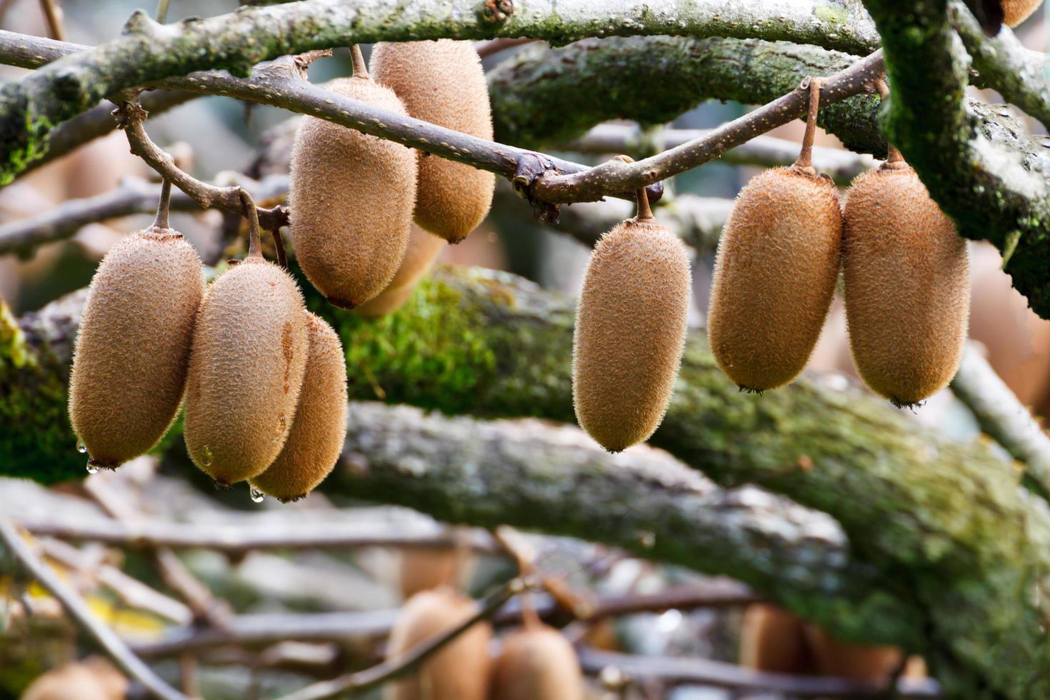 aglomerado de kiwis maduros no galho foto