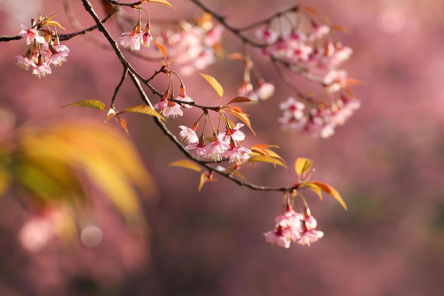 fechar o galho com flores de sakura rosa de manhã foto