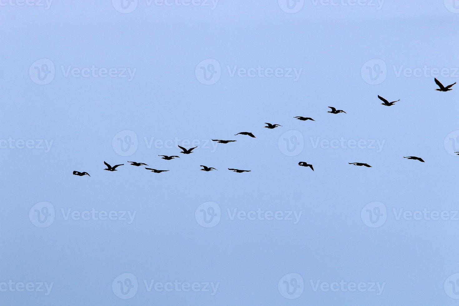 pássaros no céu sobre o mar mediterrâneo. foto