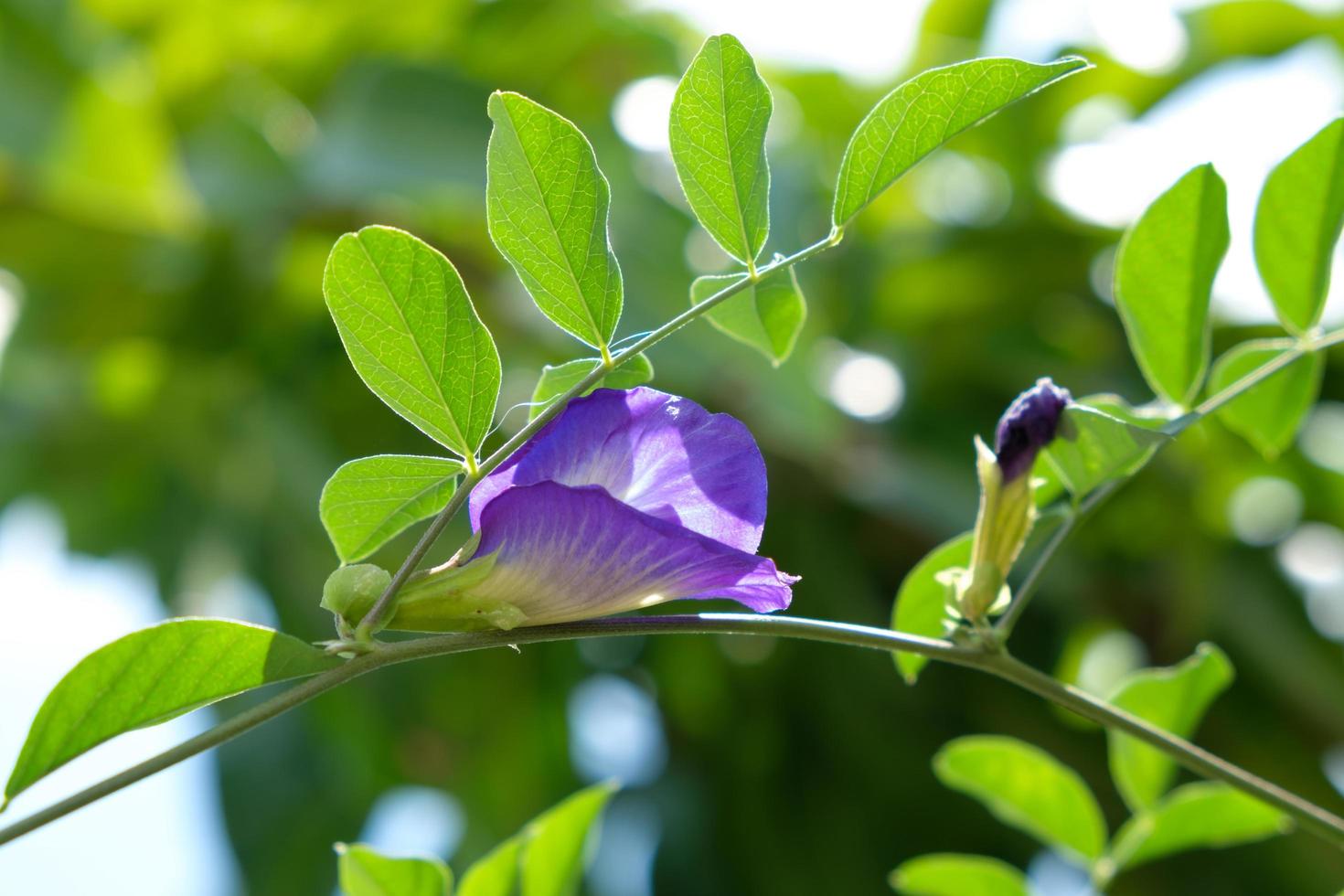 flor de ervilha em graden foto